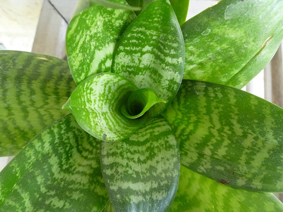 A sansevieria plant