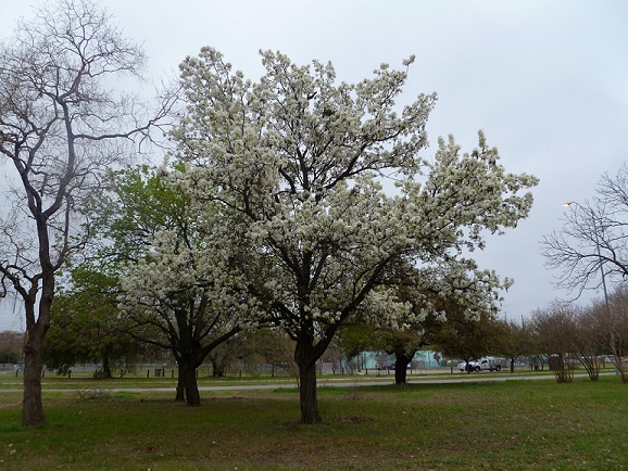 A Bradford Pear tree in bloom