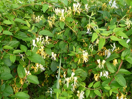 Honeysuckle in bloom