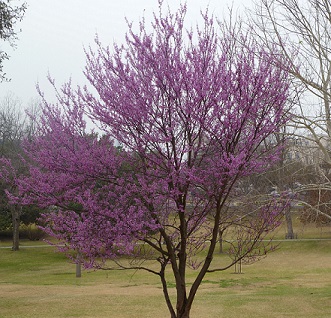 Mexican Red Bud tree in bloom