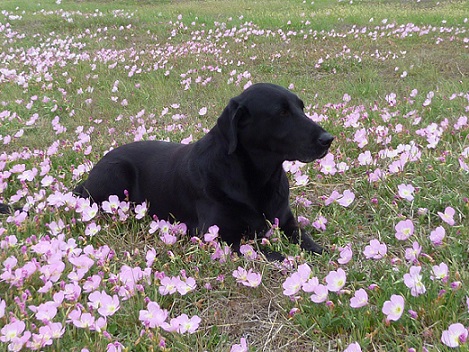 A black Labrador Retriever named Riser in a field of pink flowers
