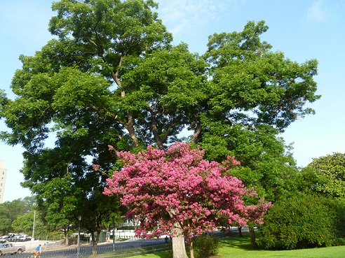 Two Trees, Pink and Green