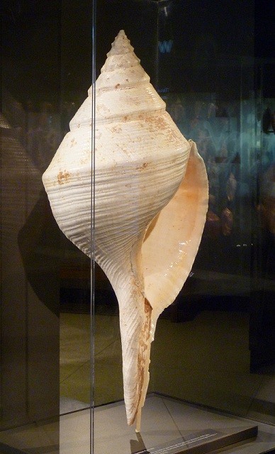 Conch shell at the Houston Museum of Natural Science