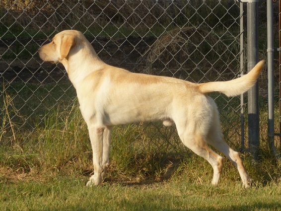 Yellow Labrador Retriever focused on a rabbit