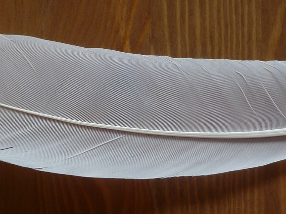 A white feather