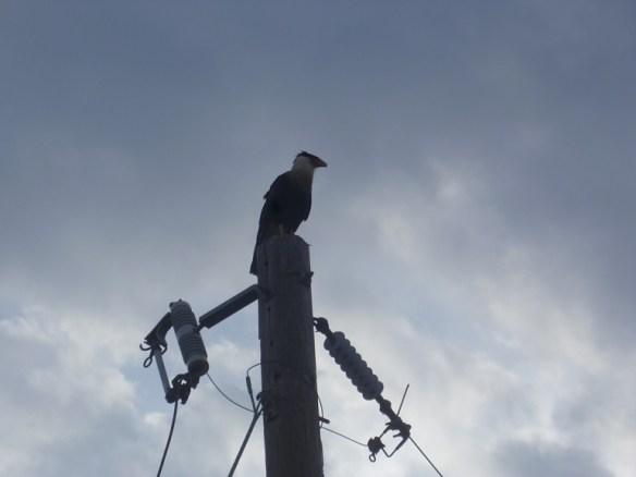 Crested Caracara on top of a utility pole