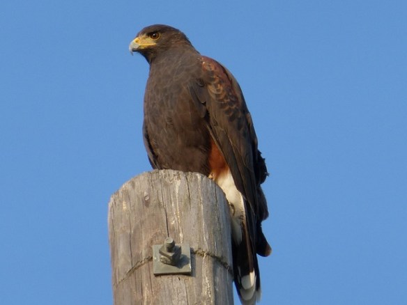 Harris Hawk on top of a utility pole