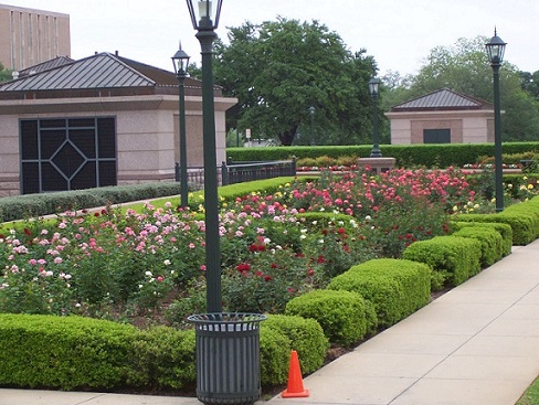 Tyler Rose Garden Summer