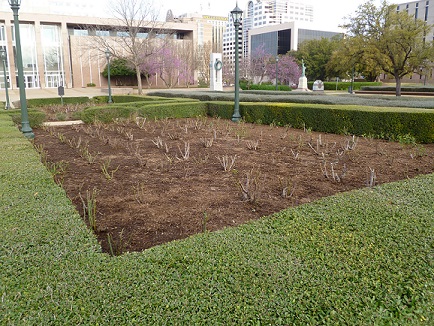 Tyler Rose Garden Winter