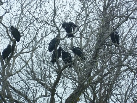 A group of vultures in a tree