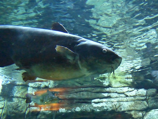 Fat catfish in Cabela's aquarium