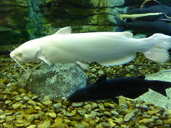 Two catfish: one all white, one all black at Cabela's aquarium