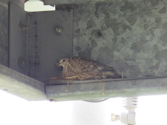 An Inca dove sitting on a nest. 