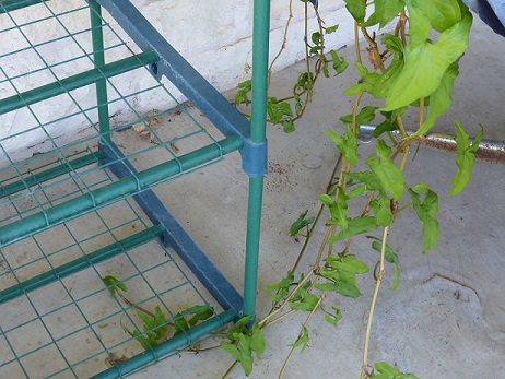 a snake sighting location