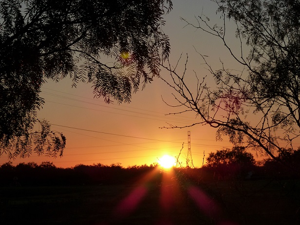 Sunrise through the Mesquite trees