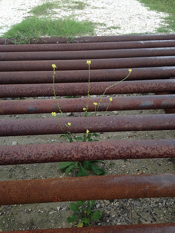 Cattle Guard bloom