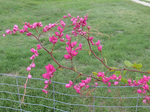 Pink flowers