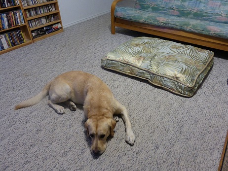Dog Dusty next to a dog bed
