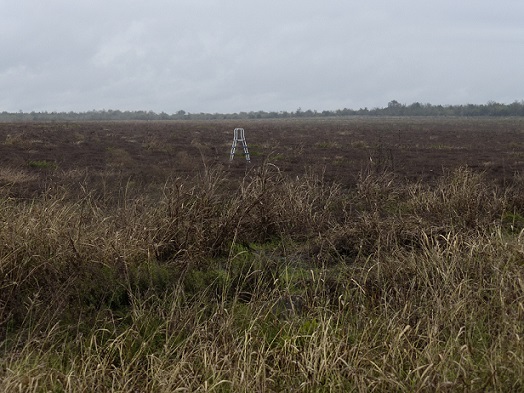 A ladder all by itself in the middle of a field