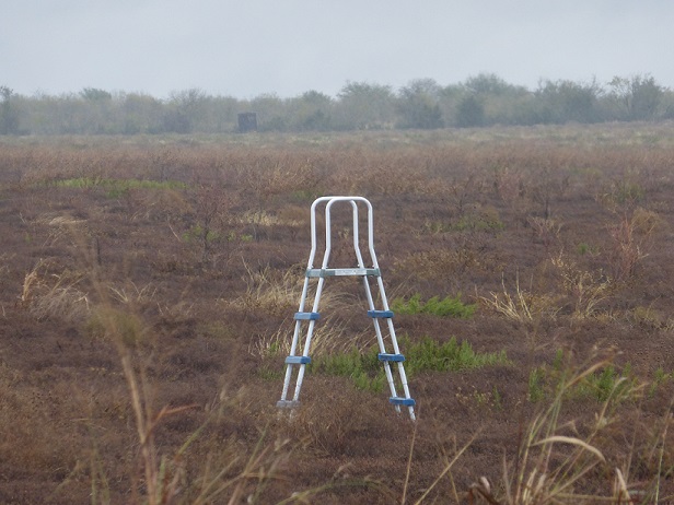 A ladder in a field