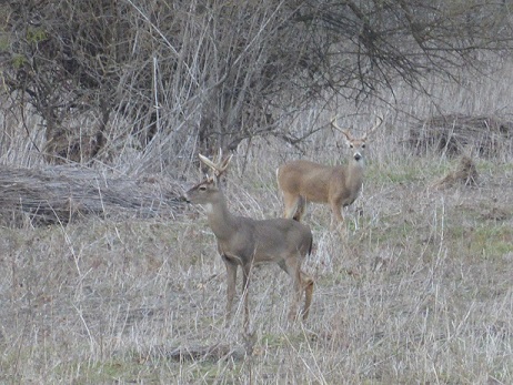 Two young male deer