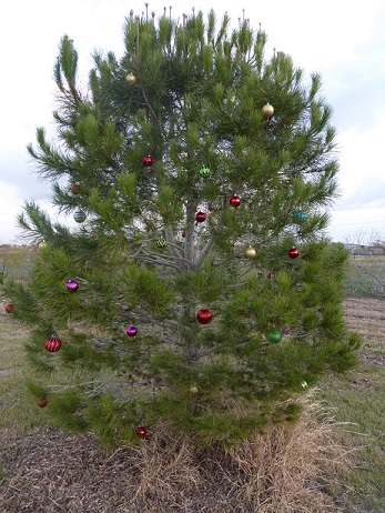 An outdoor Italian Stone Pine with Christmas ornaments