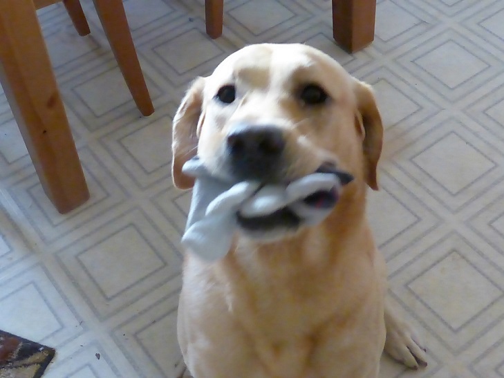 Dusty a yellow Labrador Retriever and a glove in his mouth