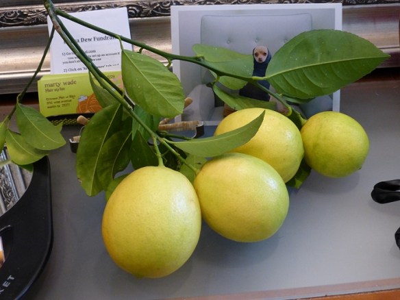 Lemons from a backyard tree