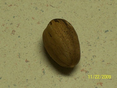 One pecan