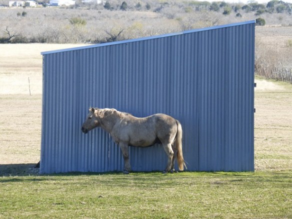 Blue barn, white horse