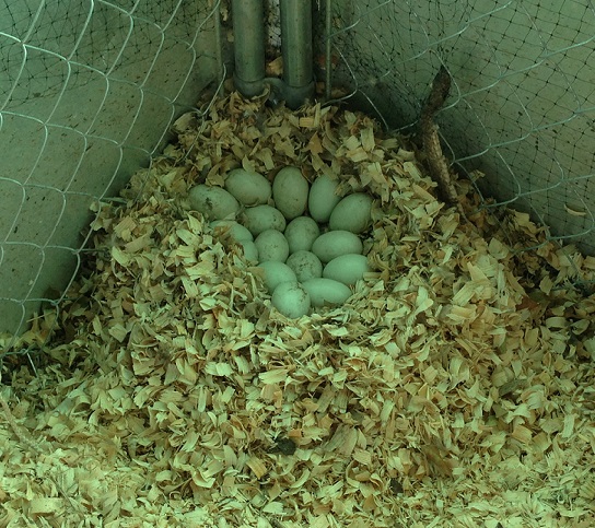 Duck eggs in a nest.