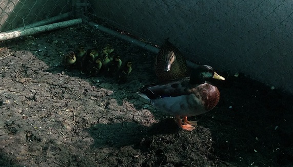 Eleven baby ducks