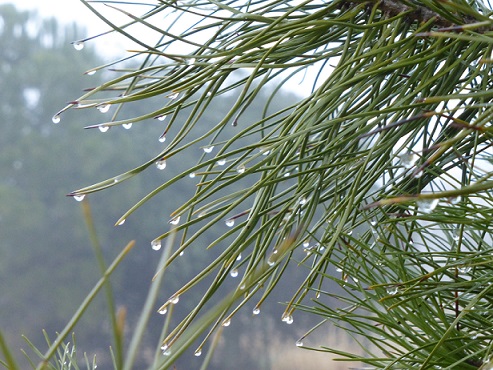 Fog droplets on pine needles