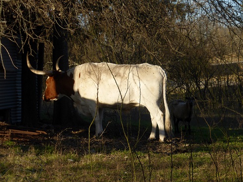 Texas Longhorn and a goat