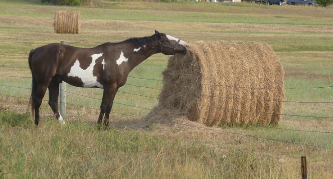 Pinto horse eating from a bale of hay on the far side of a fence