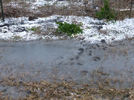 Frozen water in the yard