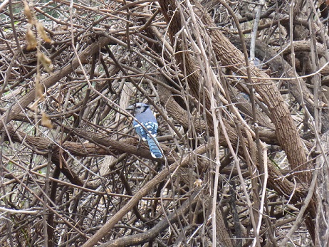 Blue Jay in winter