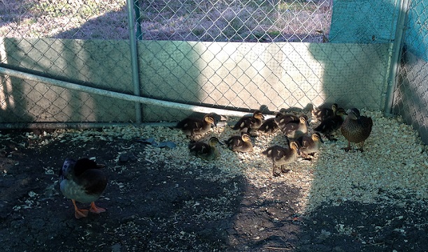 Baby ducks and parents