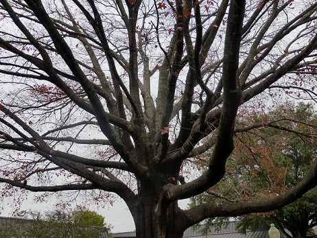 Tree with bare branches.