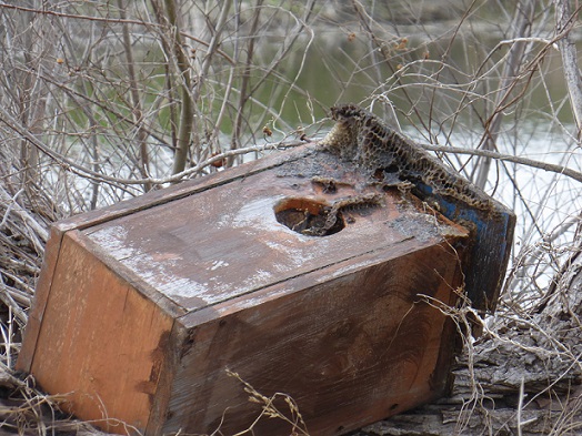 A bee hive in a bat house