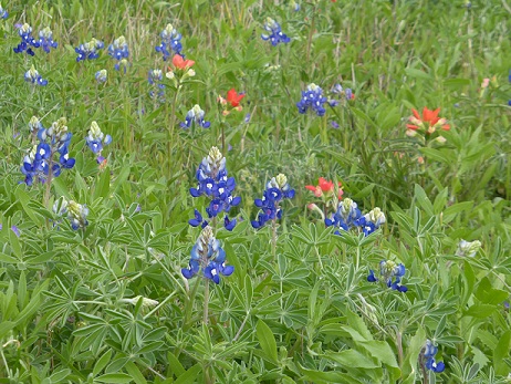 Bluebonnets and Indian Paintbrushes
