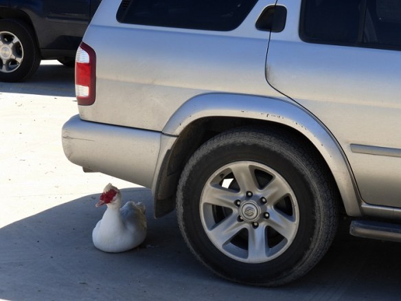 Duck behind vehicle's rear tire