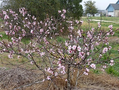 Peach tree in bloom