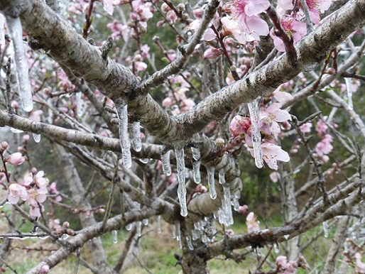 Peach tree with ice, March 4, 2014