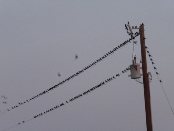 Birds on a wire