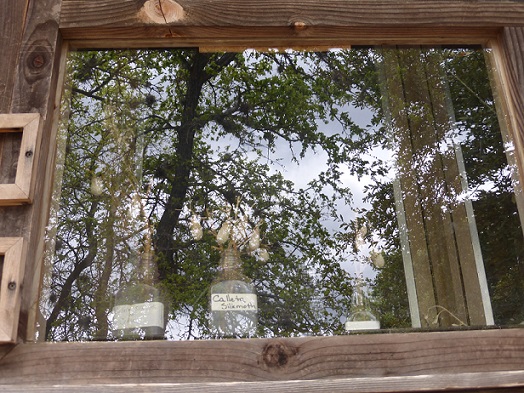 Tree reflection in a window