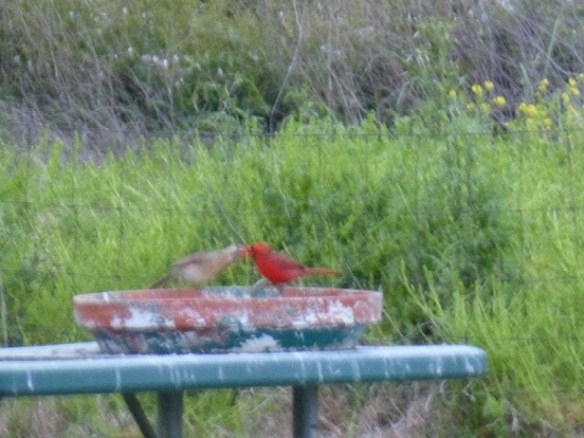 A male and female Cardinal sharing food