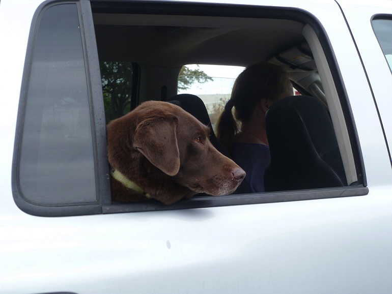 Chocolate Labrador Retriever looking out the back window of a vehicle