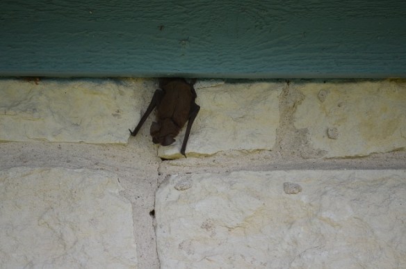 A bat under the house eave