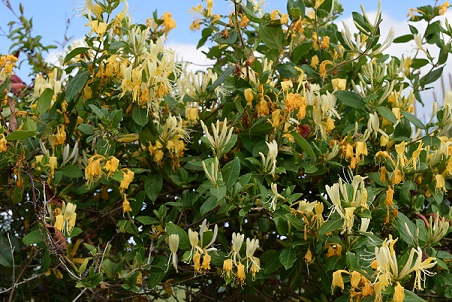A honeysuckle vine in bloom